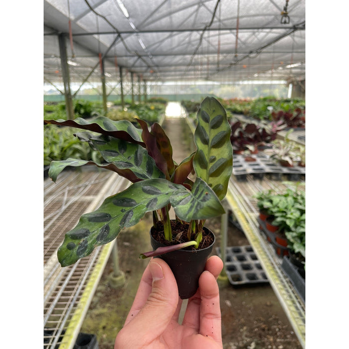 Calathea Rattlesnake plant in greenhouse nursery setting