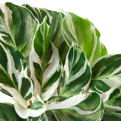 Close-up of Calathea White Fusion leaves showing white and green variegation with purple undersides