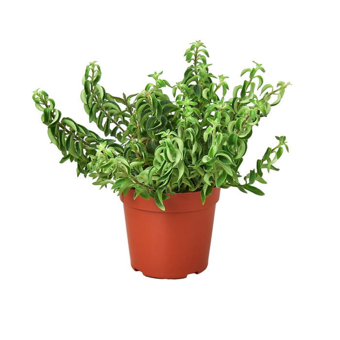 Curly lipstick plant (Aeschynanthus radicans) with twisting green foliage in nursery pot, trailing indoor houseplant curated by H Potter