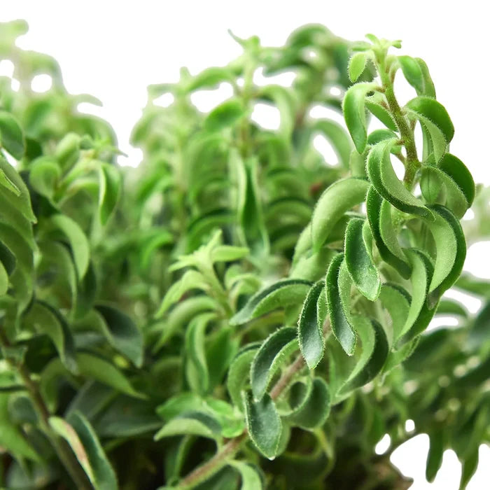 Close-up of curly lipstick plant foliage showing twisted green leaves and trailing growth