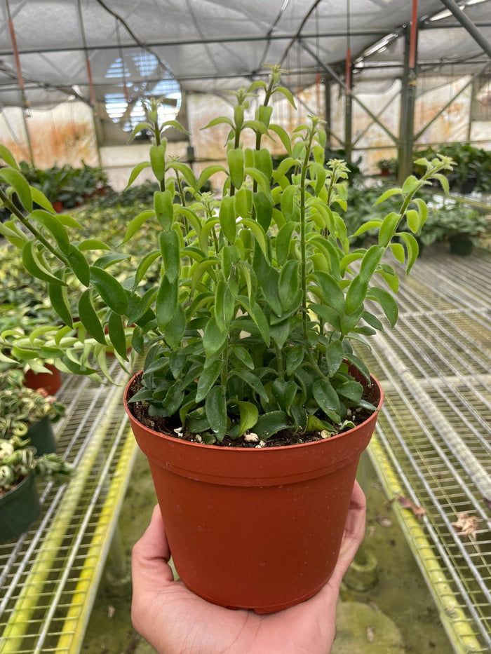 Curly lipstick plant growing in greenhouse with trailing foliage and healthy growth