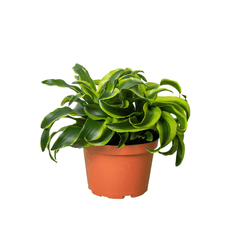 Dracaena Tornado dragon tree plant in nursery pot with twisted green foliage, easy-care indoor houseplant curated by H Potter