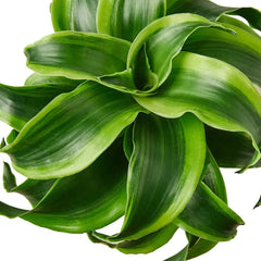 Close-up of Dracaena Tornado leaves showing spiral green foliage and compact rosette growth habit