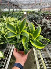 Dracaena Tornado dragon tree plant in greenhouse setting showing vibrant twisted foliage and healthy growth