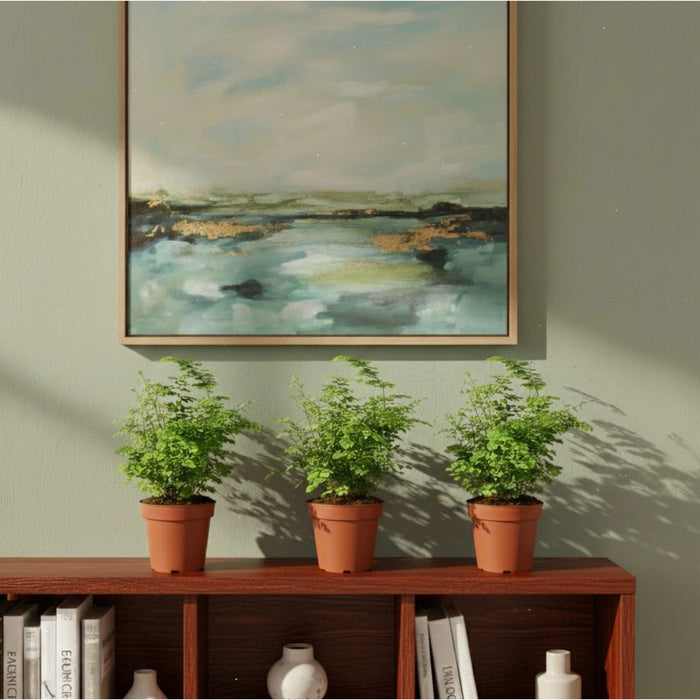 Maidenhair ferns styled on shelf in indoor living space