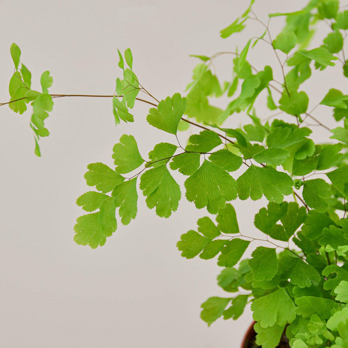 Close-up of maidenhair fern fronds showing delicate leaf structure