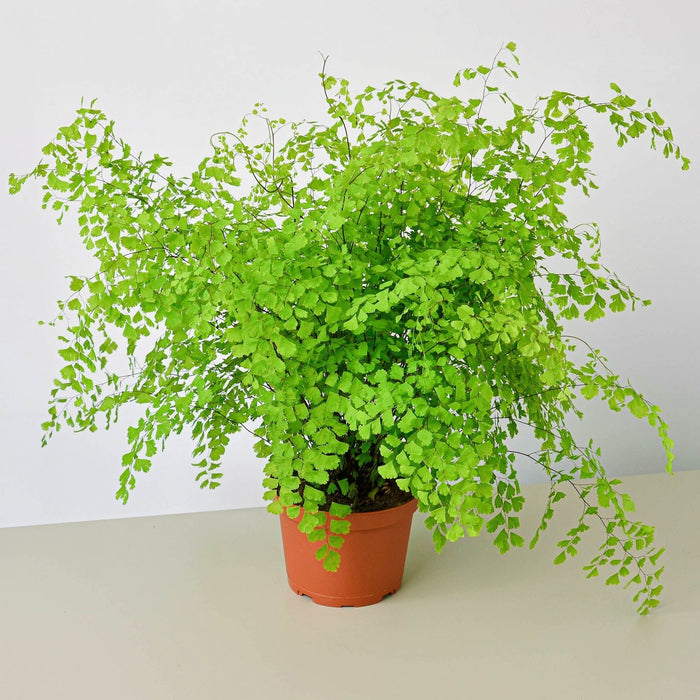 Full maidenhair fern with lush cascading foliage in nursery pot