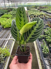 Maranta lemon lime prayer plant growing in greenhouse environment