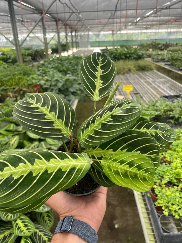 Healthy maranta lemon lime prayer plant in nursery pot with variegated leaves