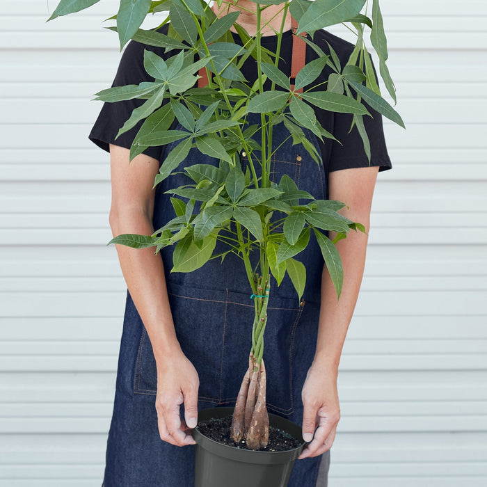 Tall braided money tree plant held for height reference, indoor floor plant with glossy leaves