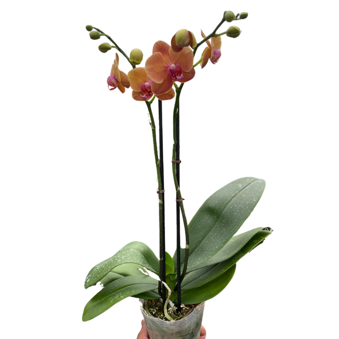 Orange Phalaenopsis moth orchid with vibrant blooms and glossy green leaves in clear pot, elegant indoor flowering plant curated by H Potter