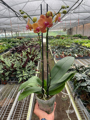 Orange Phalaenopsis moth orchid plant in greenhouse setting with double flower spikes and healthy foliage