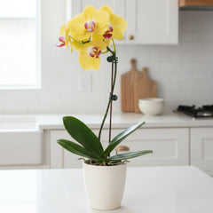 4-inch yellow Phalaenopsis orchid in a white ceramic pot on a bright kitchen counter, styled for elegant indoor plant décor