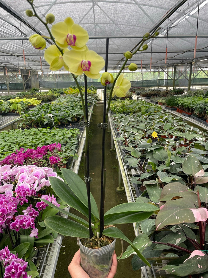 Yellow Phalaenopsis orchid plant in greenhouse aisle with healthy foliage and flowering spike