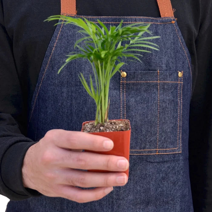 Small parlor palm plant held in hands for size reference, compact indoor palm