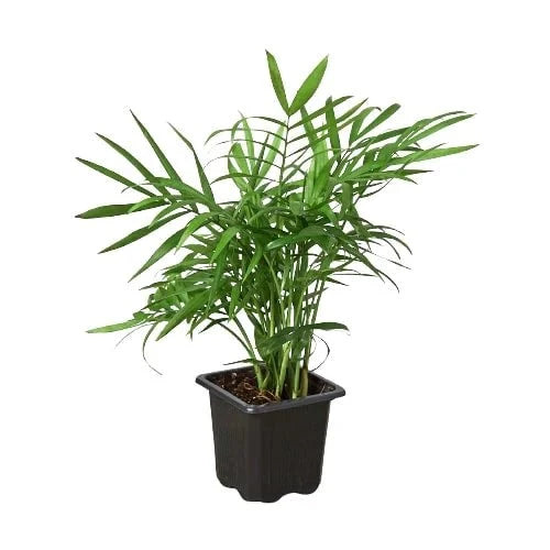 Starter parlor palm plant with young green fronds in nursery pot