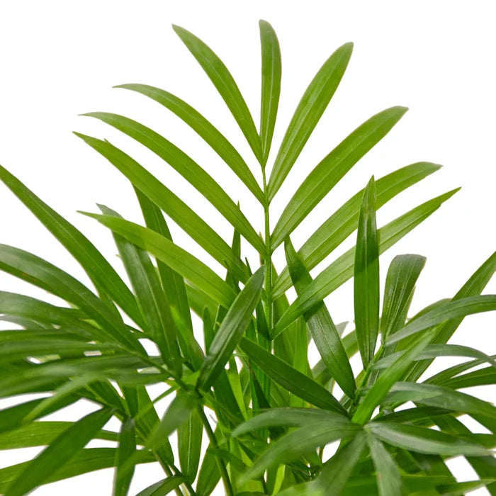 Parlor palm foliage detail showing soft arching green fronds