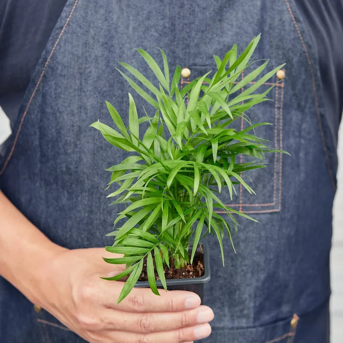 Parlor palm plant held for scale with lush green fronds and compact growth