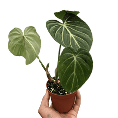 Philodendron gloriosum plant with large velvety green leaves and white veins in nursery pot, rare tropical indoor plant curated by H Potter
