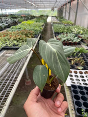 Young philodendron gloriosum plant with developing velvety leaves in small nursery pot