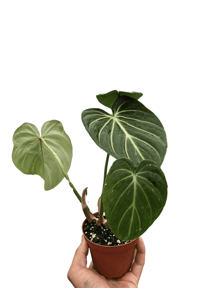 Philodendron gloriosum tropical houseplant with large dark green leaves and bright vein pattern