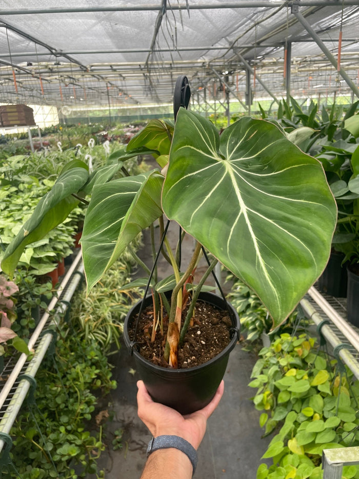 Mature philodendron gloriosum plant growing in greenhouse with large velvety foliage