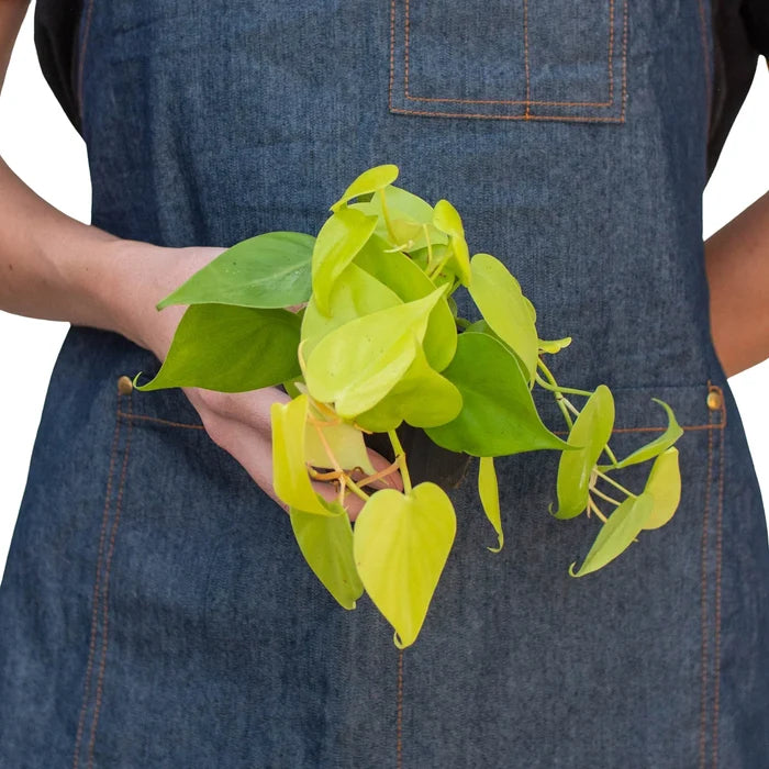 Philodendron Neon plant held in hands for size reference, compact trailing indoor houseplant