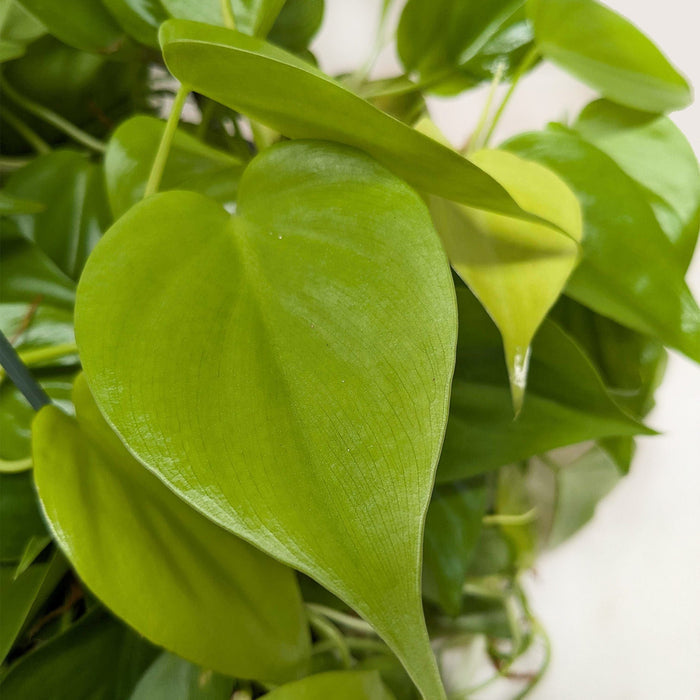 Philodendron Neon foliage detail with heart-shaped lime green leaves