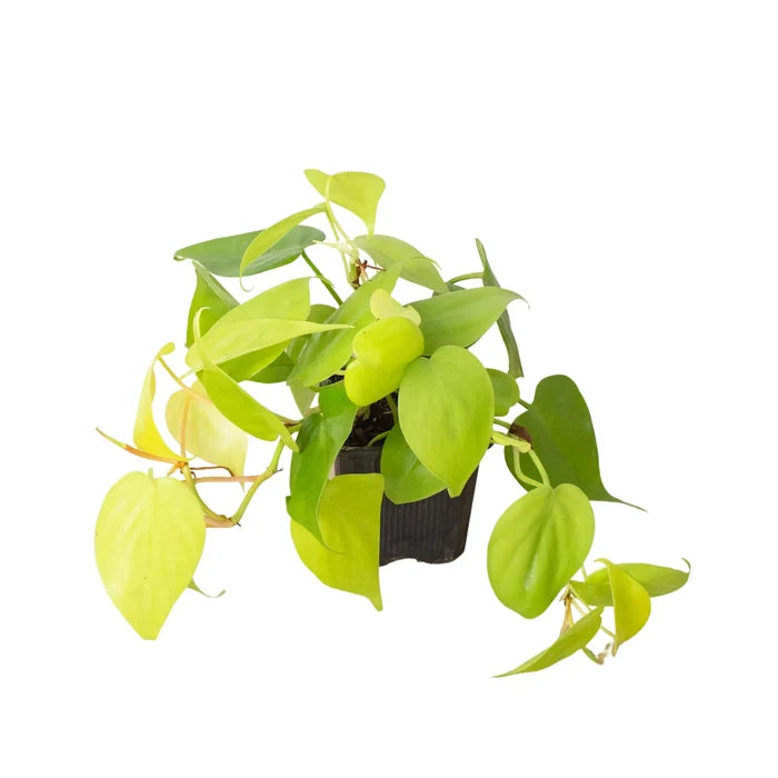 Trailing stems of Philodendron Neon houseplant with vibrant chartreuse leaves