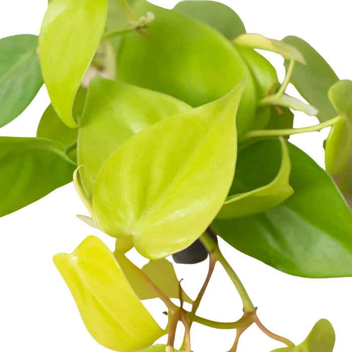 Macro view of Philodendron Neon leaves showing smooth texture and bright lime color