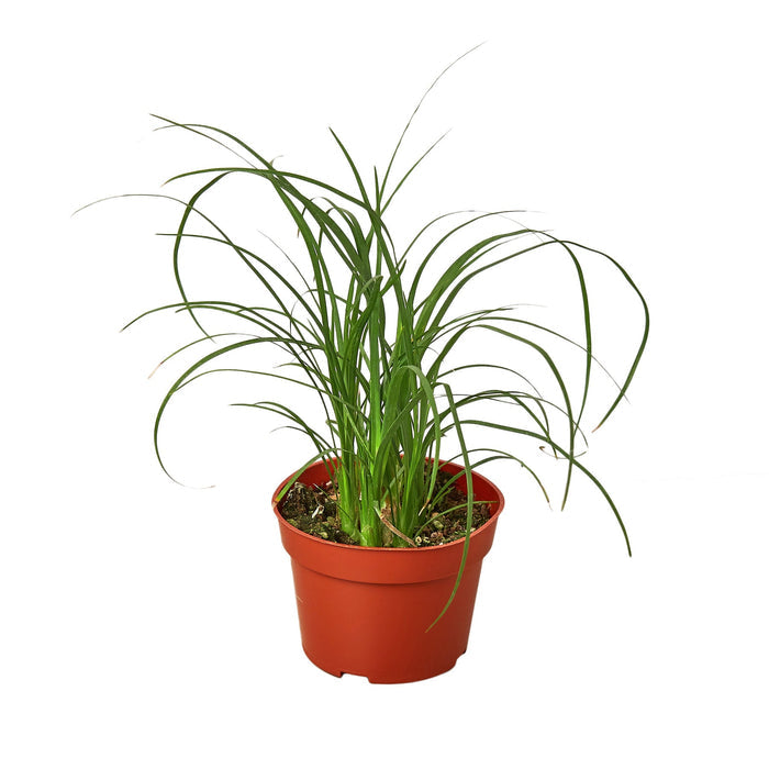 Ponytail palm plant (Beaucarnea recurvata) in nursery pot, easy-care indoor palm houseplant curated by H Potter