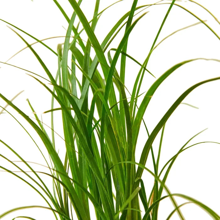 Close-up of ponytail palm leaves showing long cascading green foliage of Beaucarnea recurvata indoor plan