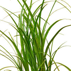 Close-up of ponytail palm leaves showing long cascading green foliage of Beaucarnea recurvata indoor plan