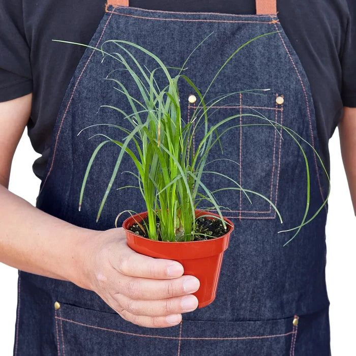 Small potted ponytail palm houseplant held in hands, Beaucarnea recurvata indoor plant for desks and bright rooms