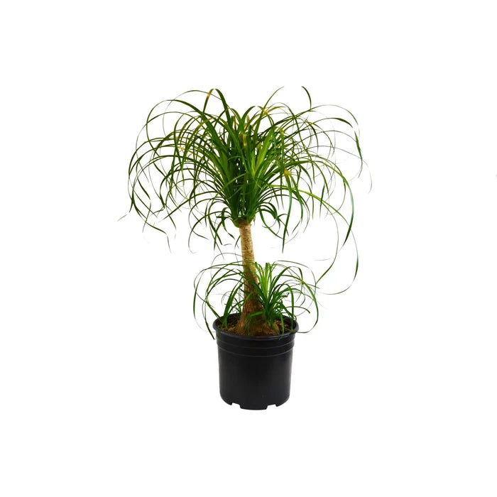 Full ponytail palm indoor plant with cascading foliage, Beaucarnea recurvata low maintenance houseplant