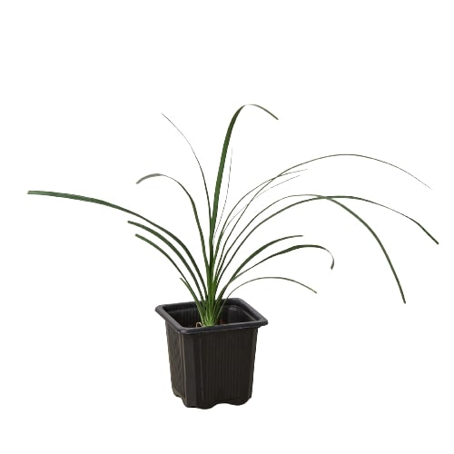 Young ponytail palm plant in nursery pot, Beaucarnea recurvata starter indoor houseplant