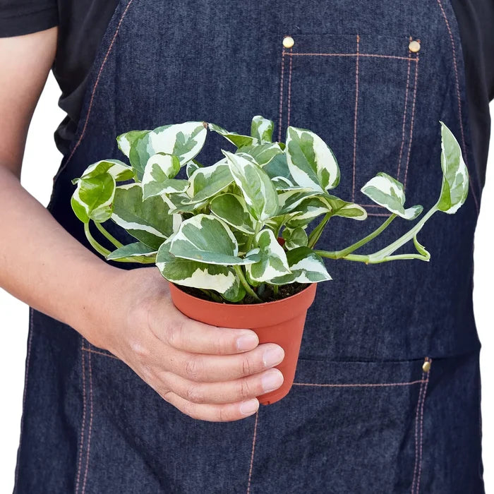 Pothos N’Joy plant held in hands for size reference, compact trailing indoor houseplant