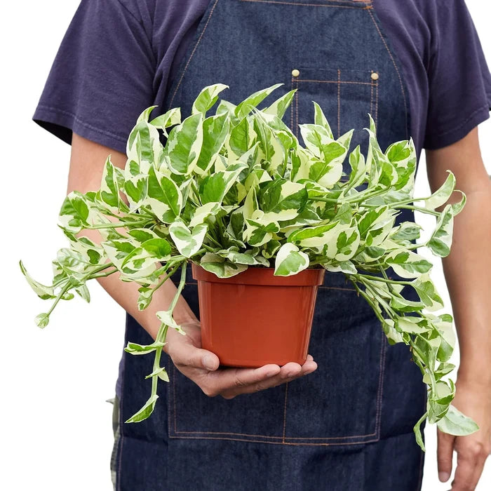 Lush Pothos N’Joy trailing plant held for scale with green and white foliage