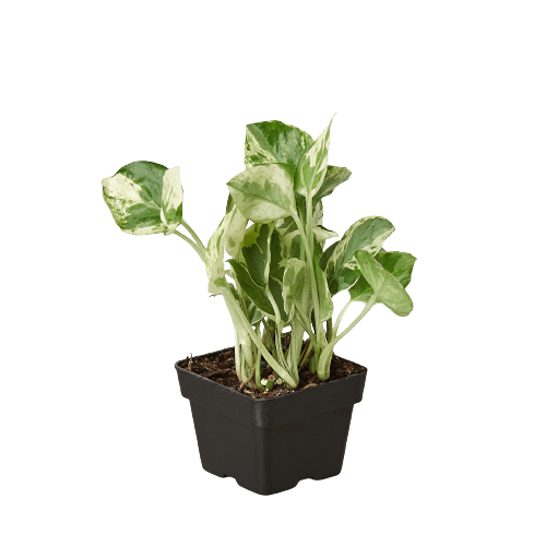 Small Pothos N’Joy starter plant with variegated leaves in nursery pot