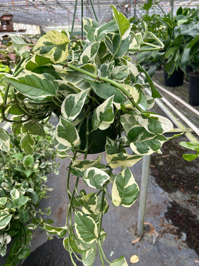Pothos N’Joy plant growing in greenhouse with trailing variegated vines