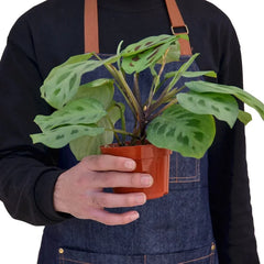 Green prayer plant held in hands for size reference, compact Maranta indoor houseplant