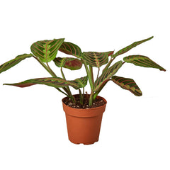 Red prayer plant (Maranta leuconeura) in nursery pot with patterned green and red leaves, tropical indoor houseplant curated by H Potter