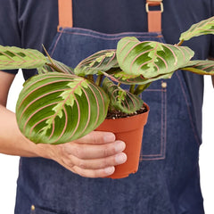 Red prayer plant held in hands for size reference, compact Maranta indoor houseplant