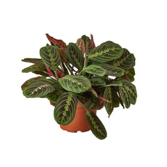 Potted red prayer plant with vibrant patterned foliage, tropical indoor Maranta plant