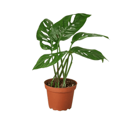 Monstera adansonii Swiss cheese vine in nursery pot with fenestrated leaves, trailing tropical indoor plant curated by H Potter