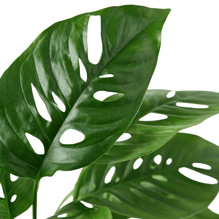 Close-up of Monstera adansonii leaves showing natural holes and glossy green foliage