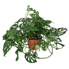 Trailing Monstera adansonii Swiss cheese vine with cascading stems and perforated leaves