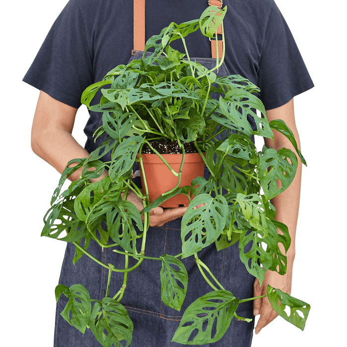 Large Monstera adansonii trailing plant held for scale with long cascading vines