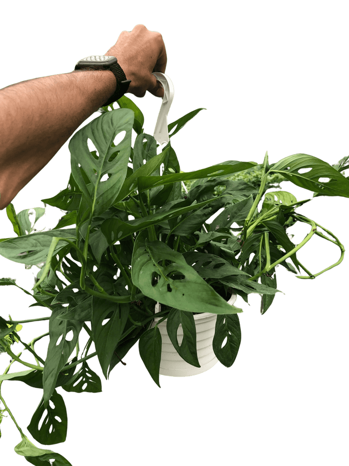 Monstera adansonii hanging plant with trailing vines and perforated leaves