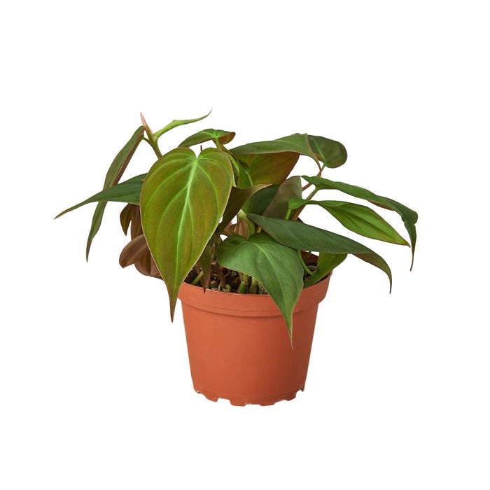 Philodendron micans plant in nursery pot with velvety heart-shaped leaves